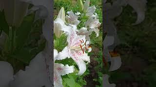 Лилии в моем саду. Лилия Muscadet( Мускадет)