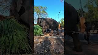 Kottur Elephant Rehabilitation Centre | കോട്ടൂർ ആന വളർത്തൽ കേന്ദ്രം | Trivandrum | Kerala Tourism