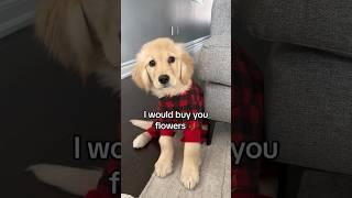 Would you be my friend?  #puppy #goldenretriever #puppyvideos #dog #dogs