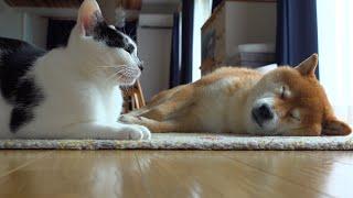 熟睡する柴犬を見て我慢できなくなった猫がこちら。