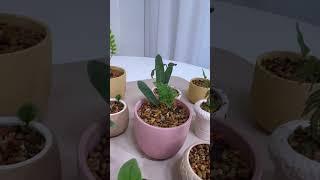 여러종류의 양치 고사리 식물들 #반려식물 #plants