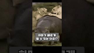 하마가 빠르게 달릴수있는 이유는?! #shorts