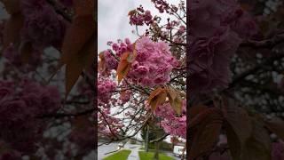 Sakura/Cherry blossom/Japanese Flowering Cherry/사쿠라/сакура/#shorts