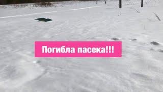 Гибель пасеки! Погибла пасека! гибель пчел Северо-запад