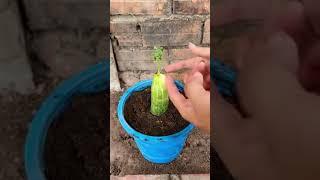 Cucumber plants #agri #agriculturelife #education #vegetables