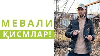 МЕВАЛИ ДАРАХТЛАР ҚАЙСИ ҚИСМЛАРИДА МЕВА БЕРАДИ???