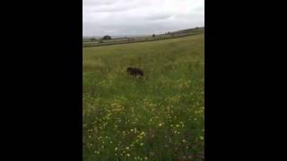 Chocolate Shepard Luna in the long grass