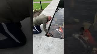 Koi fish kisses the man by his finger 