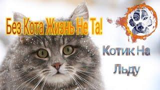 Без Кота Жизнь Не Та Котики На Льду