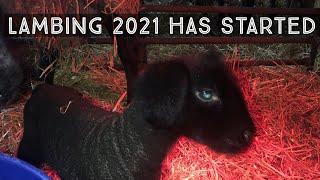 The Start Of Lambing 2021