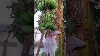 Hamari Bagiya ka banana   tree 