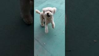 공놀이 제일 좋은 애 #강아지 #토이푸들 #산책 #poodle #반려견