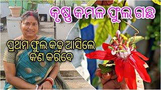 କୃଷ୍ଣ କମଳ ଫୁଲ ଗଛ || ପ୍ରଥମ ଫୁଲ କଢ଼ ଆସିଲେ କଣ କରିବେ || Passiflora plant care in pot || Rakhi Phool