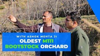 Oldest M111 Rootstock in Upper Shimla (Theog) | Interview with Ashok Mehta Ji |