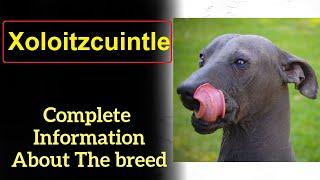 Xoloitzcuintle or Xolo, aka Mexican hairless dog  Pros and Cons, Price, How to choose, Facts, Care