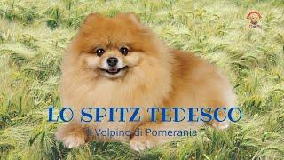 Lo Spitz Tedesco Il Volpino Pomerania