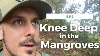 Wednesday Mooch Ep. 2 : Knee deep in the mangroves