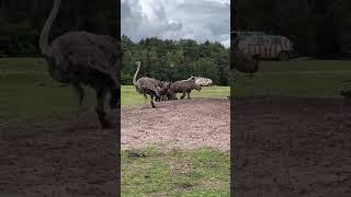 Kinderparty in der Serengeti