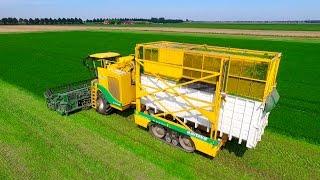 Parsley Harvesting | Ploeger MKC-2TR container mower | Peterselie maaien loonbedrijf Maverko