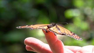 Tracking the monarch butterfly population