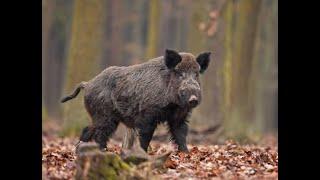 Sauen Klappe #Damwild #Wild#Jagd#Hunting#Schwarzwild#Wildschweine#Jagdmomente#Revierarbeit