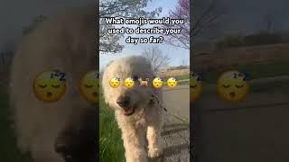 Which ones? #wow #lol #shorts #youtube #funny #lol #lmao #puppy #fyp #mustwatch