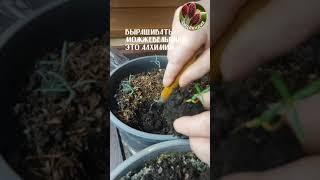 What to do? *Пересаживать!   Seedlandia.ru - семена и саженцы декоративных  растений для сада и дома
