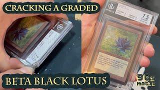 Beta Black Lotus 7.5 opening from Beckett Graded Case