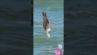 Eagle vs Catfish #bird #ospreycam #ytshorts