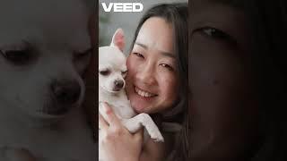 Chihuahua: Small Dog, Giant Attitude!  | Wildly True