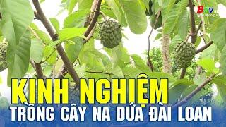 Kinh nghiệm trồng cây na dứa Đài Loan