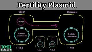 F Plasmid | Conjugative Plasmid | F Factor | Hfr | F+ F Prime |