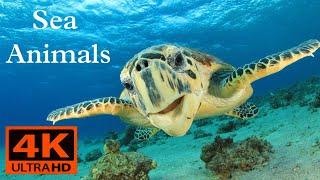 Sea Animals | Sea Animals Lifestyle | Sea Animals UHDV