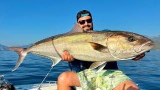 Giant Amberjack Influx Started in Antalya!!