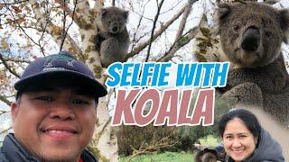 Cute Koala in a Tree | Selfie with Adorable Koala | Episode 1| Garrabi Adventure