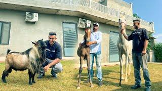 Marwari Horse Farm in PunjabPakistan Import Goat 