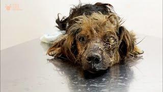 This Precious Dog Was Neglected All Its Life and Dumped at Dog Pound until Viktor Larkhill Saved it