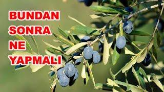 Zeytin Neden Dökülür? Zeytin Bakımında Neler Yapılmalı?