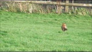 The Ledbury Hunt  hounds and terriermen  December 2015