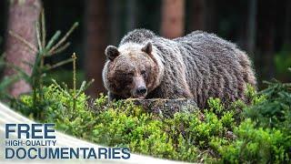 A Fantastic Insight into the Rich Wildlife of Slovakia