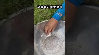 고들빼기 씨앗 받기, 요즘 씨앗이 영글었어요