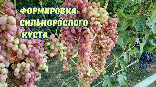 Формировка сильнорослого куста винограда, Лучистый.