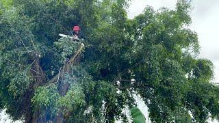 People were scared when they saw the shadow of a woman on the tree \ Cut the tree to relieve stress