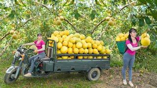 Harvesting a Full 3-Wheeled Truck Of Grapefruit Goes To Countryside Market Sell - Free Bushcraft