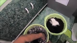 РАЗВЕДЕНИЕ ЧЕРВЕЙ В КВАРТИРЕ Breeding worms in an apartment