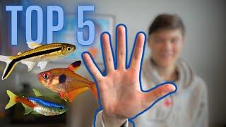 TOP 5 Schooling Fish For PLANTED TANKS!