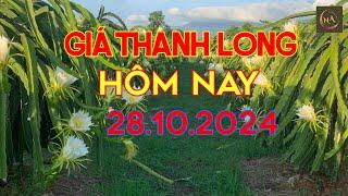 Giá thanh long hôm nay ngày 28.10.2024|Nguyễn An offical