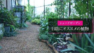 【春のシェードガーデン】植えっぱなしで育つ日陰にオススメの植物達