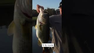 WHY THE TRICK WORM ISNTHE BEST BASS BAIT! #shorts