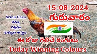 15 August 2024 Today Winning Colours#kukkutasastram  @SrinuGariFarms   @SrinuGaruSGF